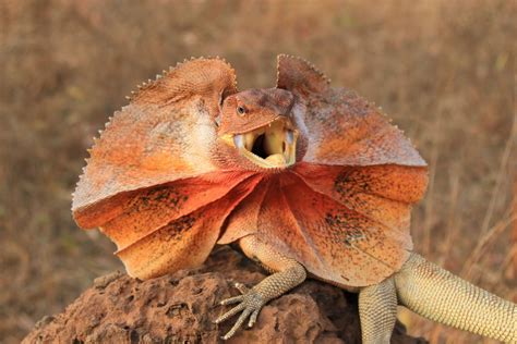 Frilled Lizard: Kann ein Echse tatsächlich einen Löwen mit seinem imposanten Kehllappen abschrecken?