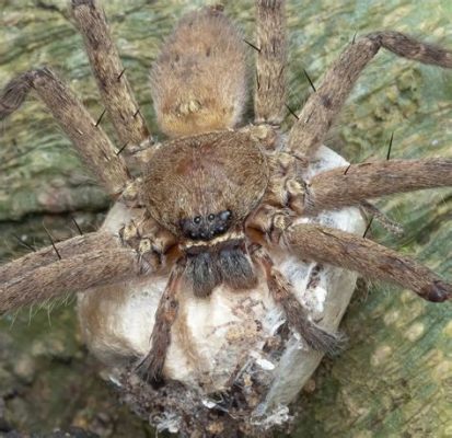  Huntsman Spider: Ein Meister des Tarnens mit acht flinken Beinen und einem appetitlichen Hunger auf Insekten!