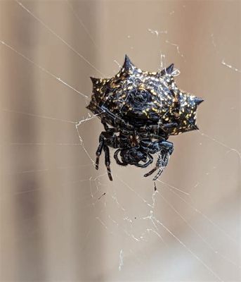  Orbweaver! Dieses flinke Meisterwerk der Naturweberei baut riesige, geometrisch perfekte Netze