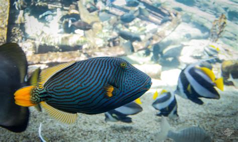  Triggerfish! Eine faszinierende Mischung aus Panzerung und verspieltem Temperament