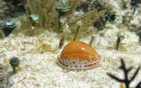  Yellow Cowrie! This Colorful Shell Dweller Will Amaze You With Its Defensive Tactics