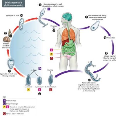  Zeylanicola: Ein parasitärer Wirbelwind im Binnengewässer –  Entdecken Sie die faszinierende Welt der Trematoden!