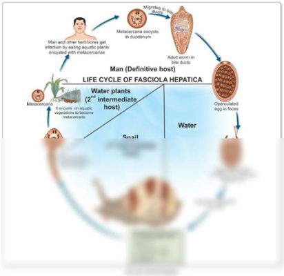  Fasciola hepatica: Ein trematodischer Meister der Migration durch verschiedene Wirte!