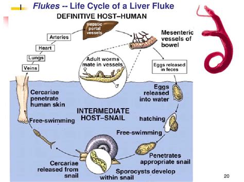  Liver Fluke: Erkunden Sie die Faszinierende Welt des Parasiten, der mit einem Hauch von List den menschlichen Körper infiltriert!