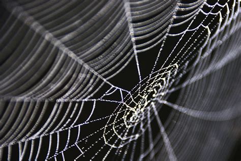  Viel mehr als nur ein Spinnennetz: Entdecken Sie die faszinierende Welt des Vogelspiders