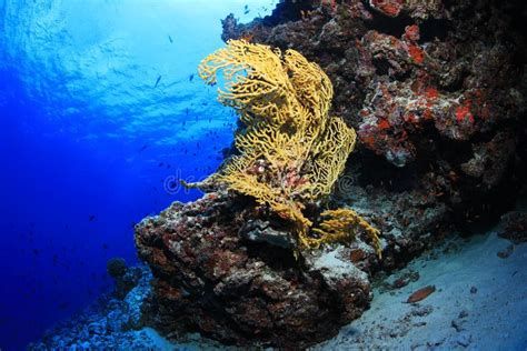  Yellow Gorgonian! Eine faszinierende Meeresfeder, die wie ein Unterwasser-Schmuckstück das Korallenriff schmückt