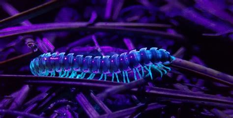  Yucca Millipede: Mit Tausend Beinen auf der Suche nach Zersetzung!